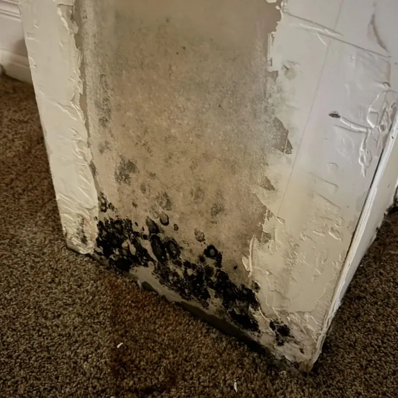 Professional Mold Removal in Trumansburg, NY